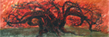 Elm #4