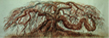 Elm #8