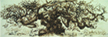 Elm #1